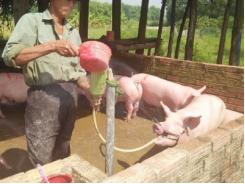 Bơm tạp chất và cho lợn ăn chất cấm đáng lo ngại