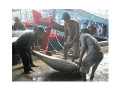Ngư dân Khánh Hòa trúng đậm cá ngừ đại dương