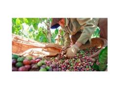 Giá cà phê trong nước ngày 17/10/2015 giảm mạnh 1 triệu đồng/tấn