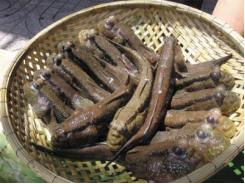 Cá thòi lòi món ăn nhà nghèo ở Cà Mau bất ngờ tăng giá