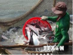 Gỡ gánh nặng cho doanh nghiệp, người nuôi cá tra xuất khẩu