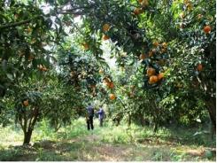 Phát huy tiềm năng vườn cây ăn quả ở Gò Công Tây 