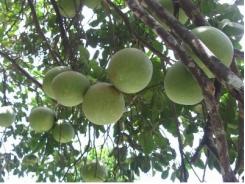 Phát huy lợi thế vườn cây ăn trái đặc sản