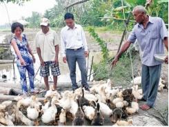 Quy mô chăn nuôi gia súc, gia cầm chủ yếu nhỏ lẻ