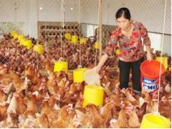 Để giảm tổn thương cho chăn nuôi Bình Thuận