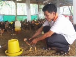 Chăn nuôi vào vụ tết