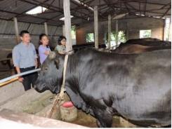 Cải tạo chất lượng đàn bò địa phương giải pháp giảm lượng thịt bò nhập khẩu