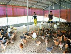 Chuyển dịch cơ cấu kinh tế nông nghiệp góc nhìn từ hướng phát triển gà Tiên Yên