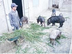 Cử nhân làm giàu từ chăn nuôi lợn rừng