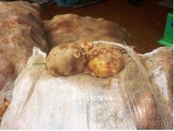 Dời lệnh cấm khoai tây Trung Quốc vào chợ Đà Lạt đến 1.11