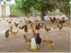 An Lão tổng kết mô hình nuôi gà thả vườn an toàn sinh học