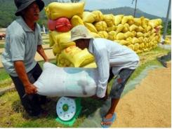 Giá lúa tăng từ 300 - 500 đồng/kg