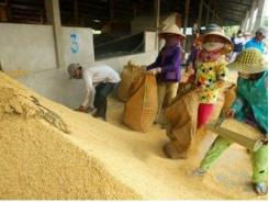 Giá lúa gạo tăng