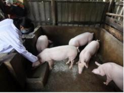 Ngăn chặn dịch lợn tai xanh từ Campuchia