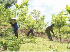 Hộ nghèo trồng rừng được hỗ trợ thế nào