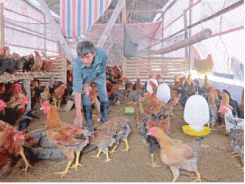 Hội Nông dân thị xã Bỉm Sơn tổ chức trao đổi kinh nghiệm mô hình chăn nuôi gà ta liên kết 5 nhà