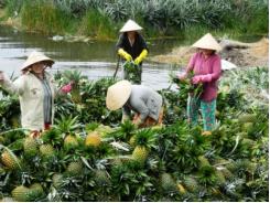 Tạo hướng vững chắc cho trái cây Việt Nam tham gia TPP