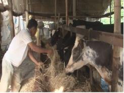 Cần kiểm soát chặt chẽ nguồn gia súc nhập tỉnh Sóc Trăng