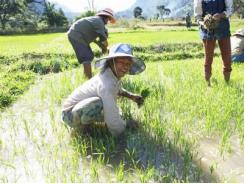 Học kinh nghiệm chọn rẫy của người Chứt