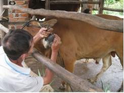 Bao vây chống dịch lở mồm long móng tại huyện Đồng Xuân 