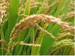 Malaysia đặt mục tiêu tự túc lúa gạo vào năm 2020