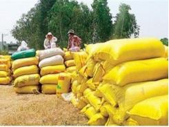 Lúa gạo tăng giá thương lái khó thu mua