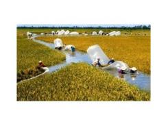 Gạo Việt thua Campuchia hậu quả của mạnh ai người nấy làm