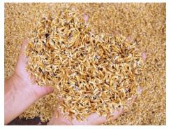 Trên 200 tổ, đội sản xuất giống, lúa giống diện tích trên 10.000 héc-ta