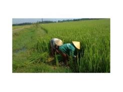 Đề nghị Chính phủ hỗ trợ nông dân vụ lúa không kết hạt