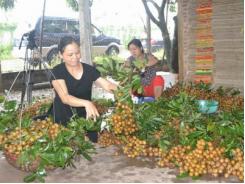 Nhãn muộn đã đến Mỹ