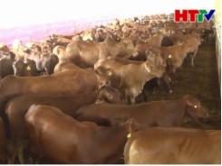 Triển khai dự án nuôi 150.000 con bò