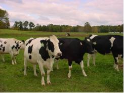 Giúp người chăn nuôi bò sữa vượt khó