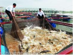 Bí kíp nuôi cá lồng trên sông hồ chứa