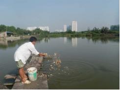 Nuôi cá, trồng lúa chui trên đất quy hoạch