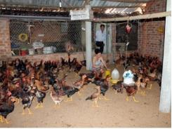 Nhân rộng mô hình chăn nuôi gà trên nền đệm lót sinh học