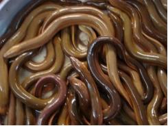 Sử dụng thuốc tránh thai trong nuôi lươn ngăn chặn nhưng không nên quá hoang mang