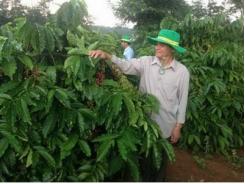 Phân bón Phú Mỹ giúp người trồng cà phê tăng thu nhập