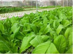 Chung kết Khởi nghiệp Nông nghiệp 2015 Rau Việt lên ngôi