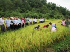 Công thức thâm canh trên đất ruộng một vụ ở Lai Châu lúa và cây màu chịu hạn