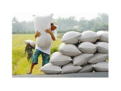 Sản lượng lúa Việt Nam năm 2015 dự báo tăng lên 45 triệu tấn