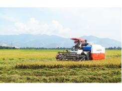 Hiệu quả trong liên kết sản xuất lúa giống