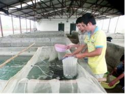Sản xuất Thủy sản Bắc Ninh phát triển bền vững