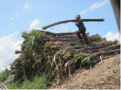 Nông nghiệp Việt Nam sửa mình để đón thời cơ