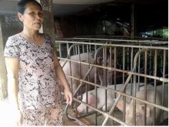 Muốn chăn nuôi tập trung nhưng khó