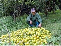 Vào vụ thu hoạch quýt