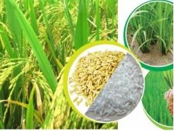 Lúa gạo cũng gia công, trợ cấp cho người mua thế giới