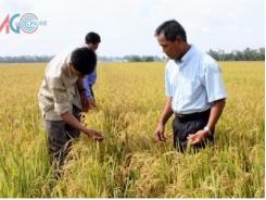 Hành trình quảng bá nhãn hiệu nếp Phú Tân An Giang