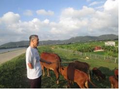 Tổ nông dân nuôi bò ở Thống Hạ