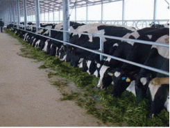 Trang trại bò sữa Thanh Hóa 2 sẽ có quy mô 2.000 con