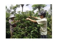 Tháo gỡ vướng mắc cho doanh nghiệp và nông dân sản xuất kinh doanh cây cà phê